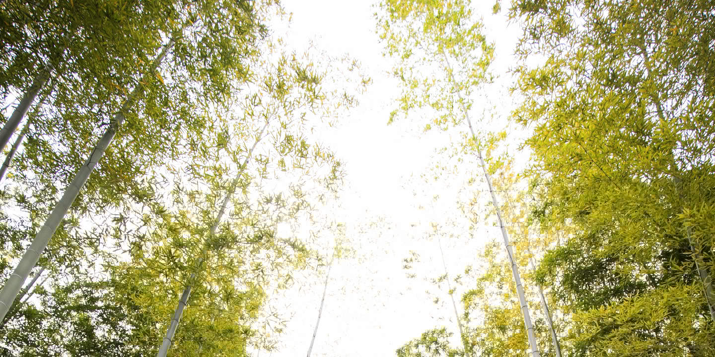 Tokyo: Tur Foto Pernikahan dengan 3 Lokasi & Penataan Profesional